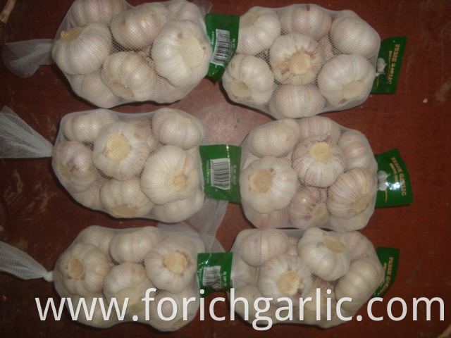 Normal White Garlic